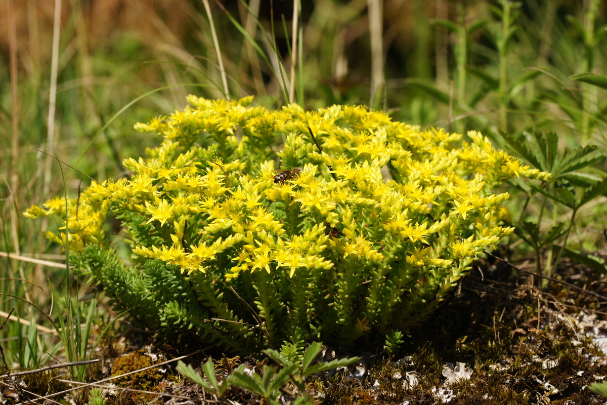 Sedum Sexangulare Emerisa Gardens